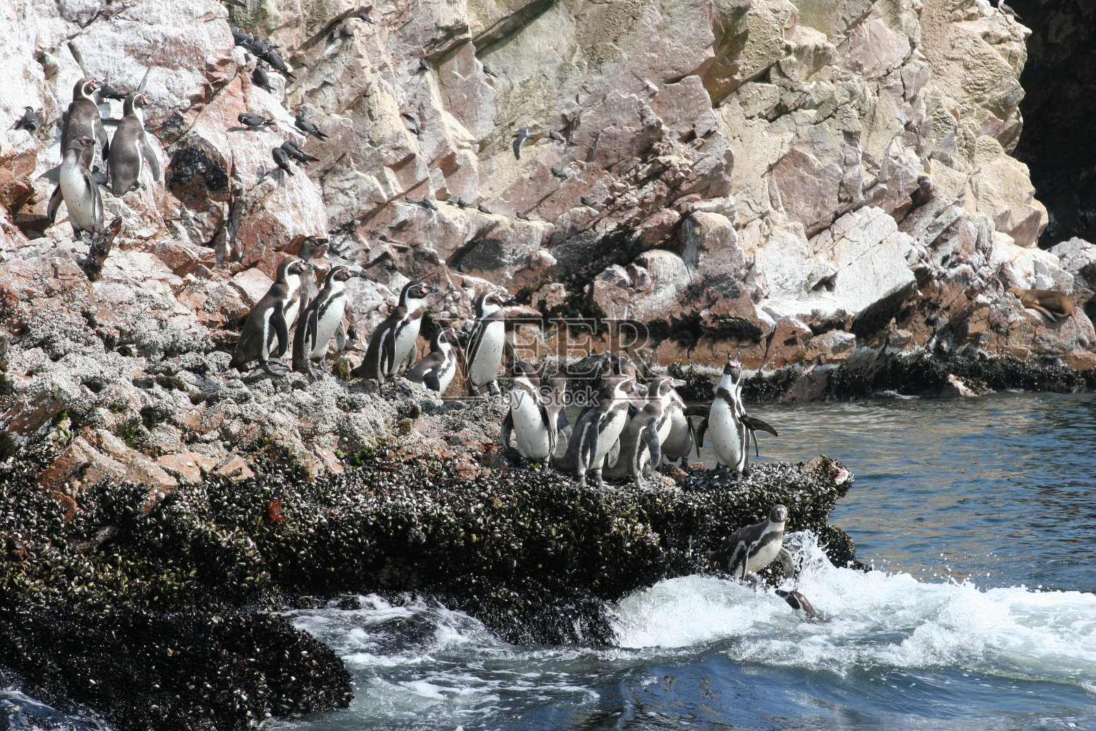巴列斯塔岛上的企鹅照片摄影图片