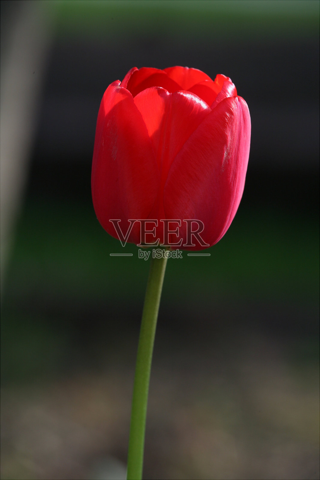 春天郁金香2照片摄影图片