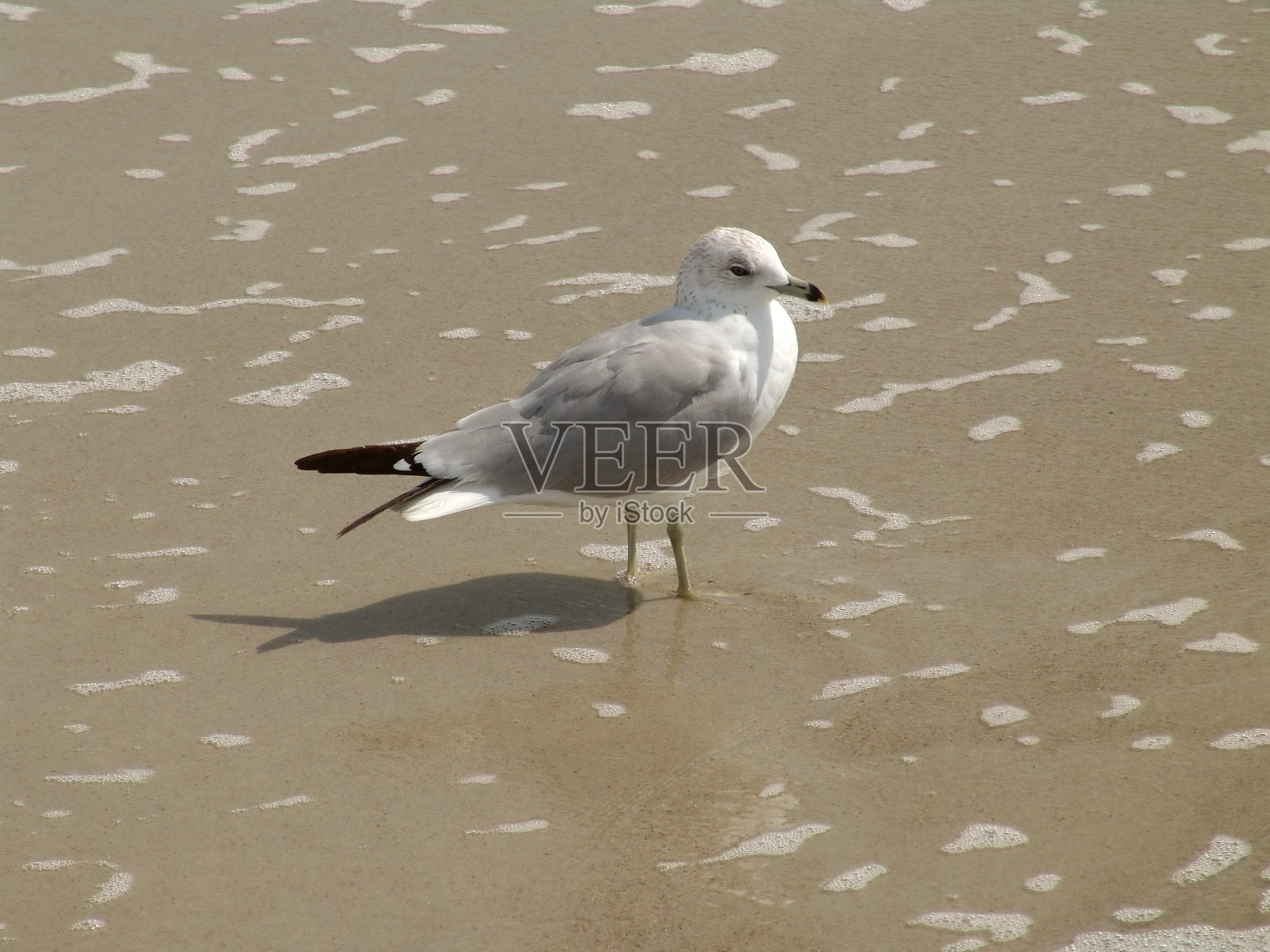 孤单的海鸥照片摄影图片