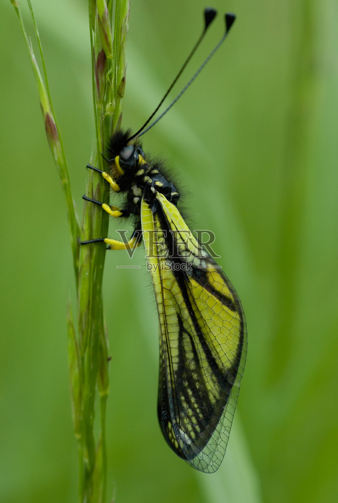 阿斯卡拉普斯飞机照片摄影图片