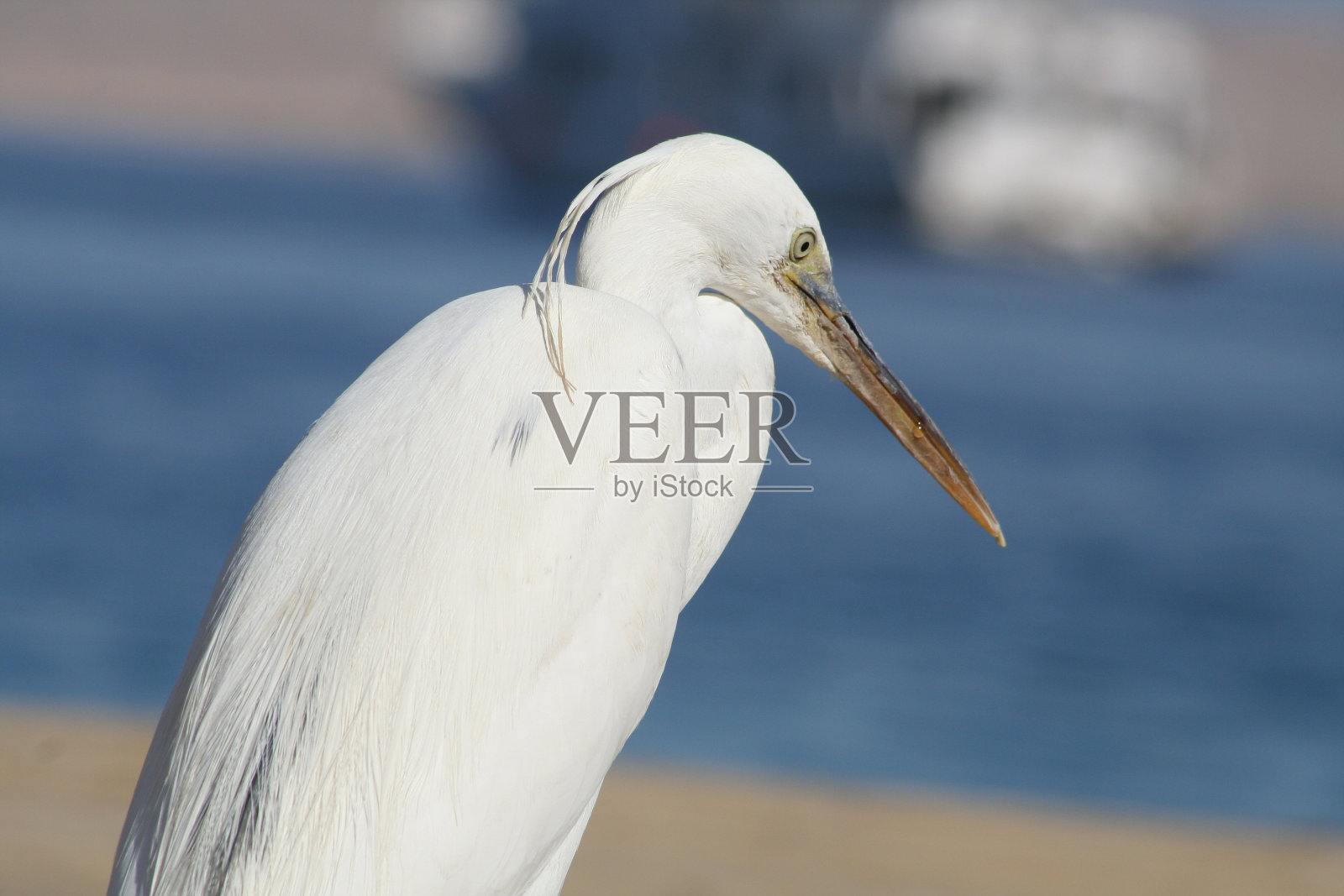 鹭照片摄影图片