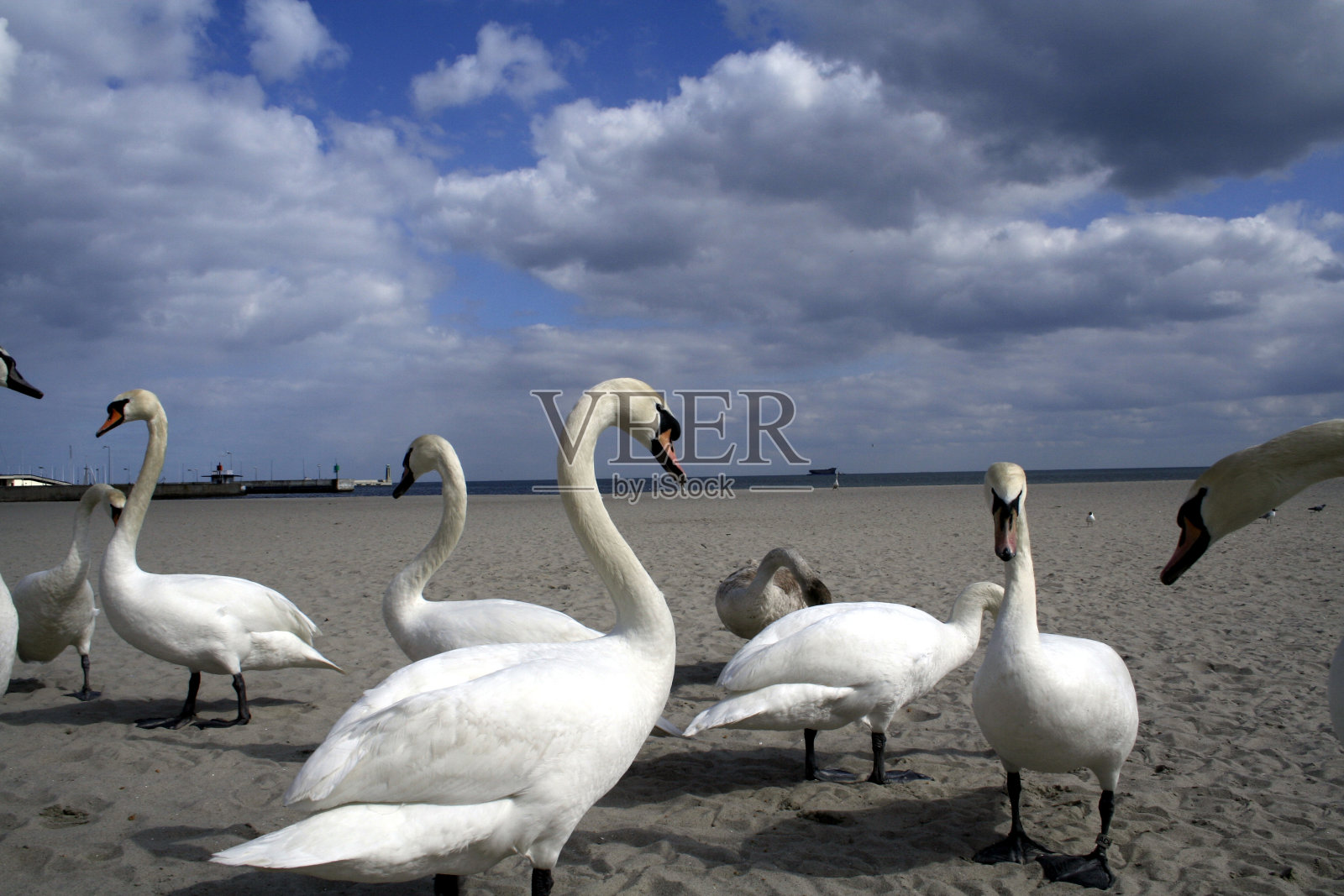 天鹅照片摄影图片