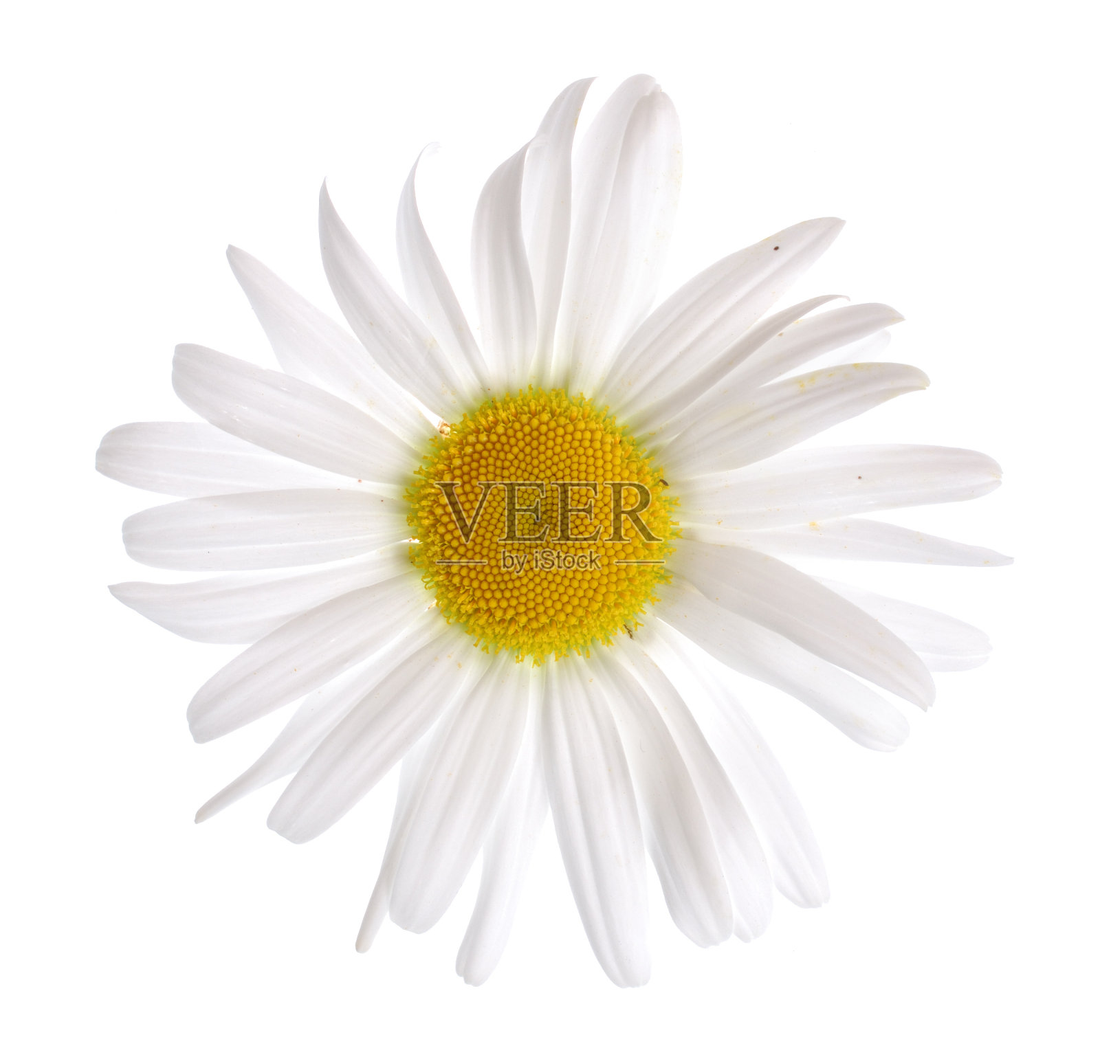 孤立的白雏菊[有剪枝路径]照片摄影图片