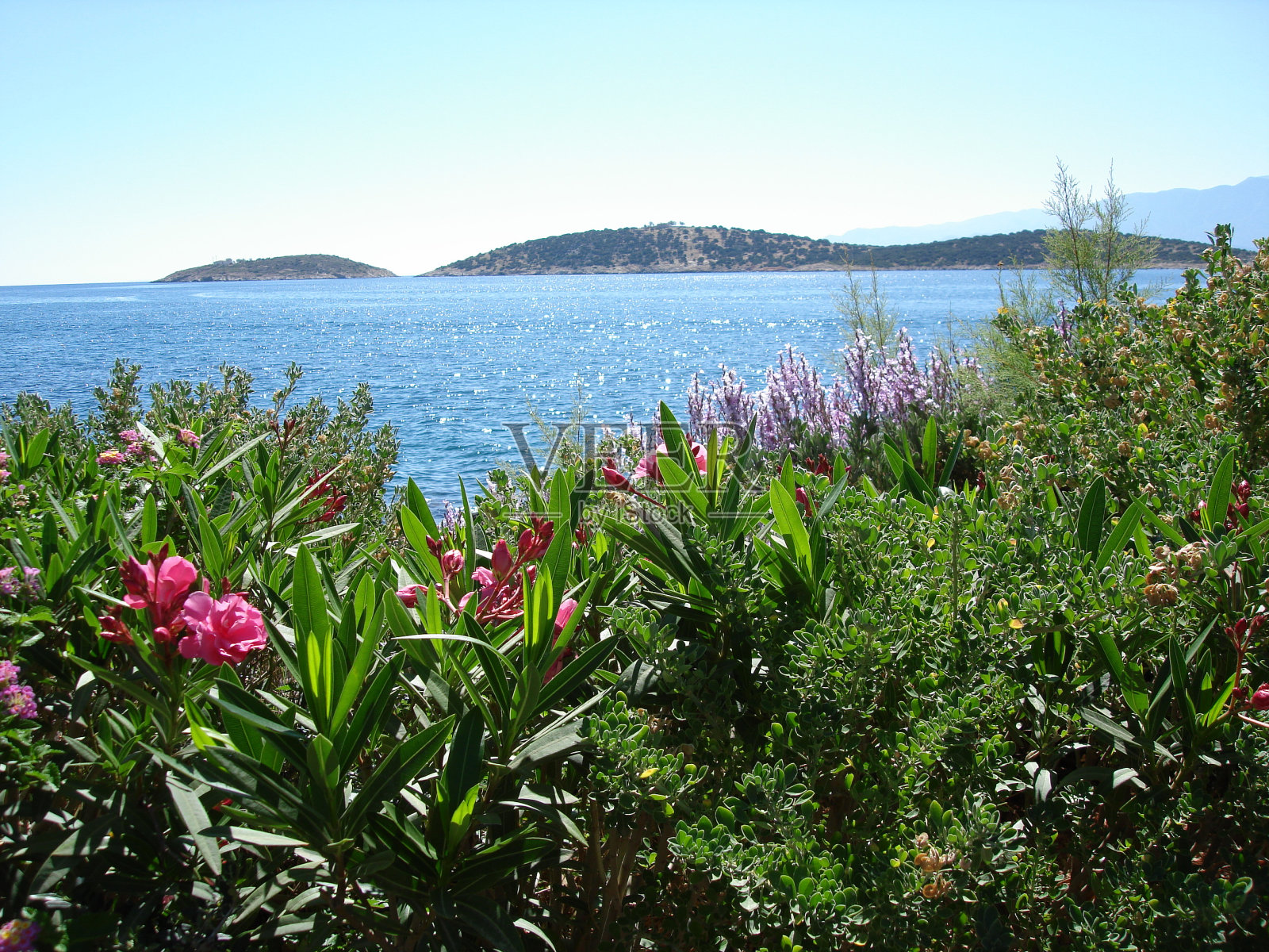 花的海洋照片摄影图片
