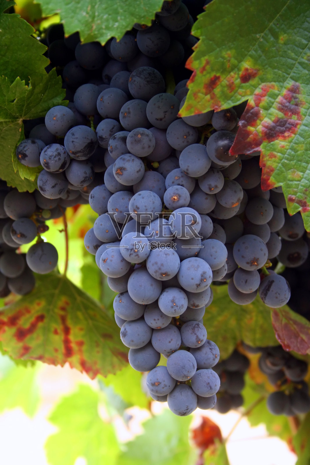 成熟酿酒葡萄照片摄影图片