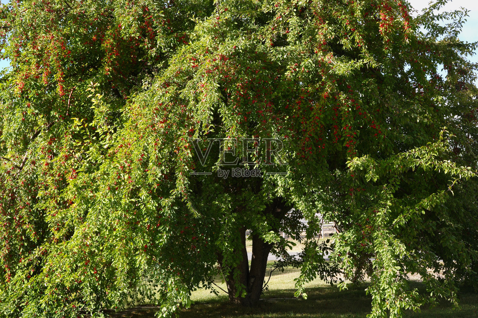 大山楂照片摄影图片