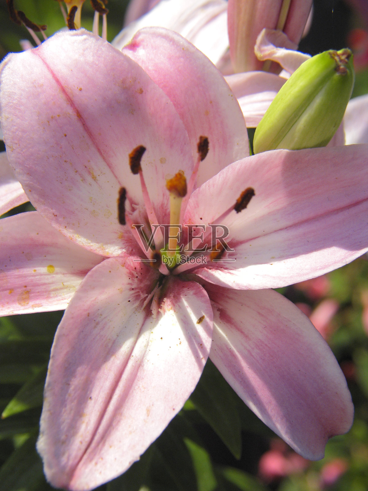 百合开花照片摄影图片
