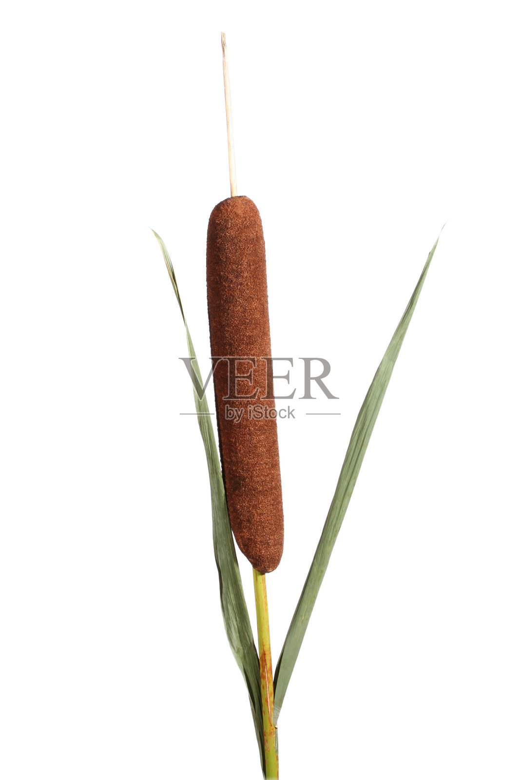 狗照片摄影图片