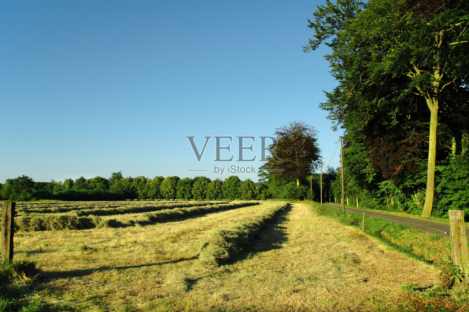 夏季景观中的干草照片摄影图片