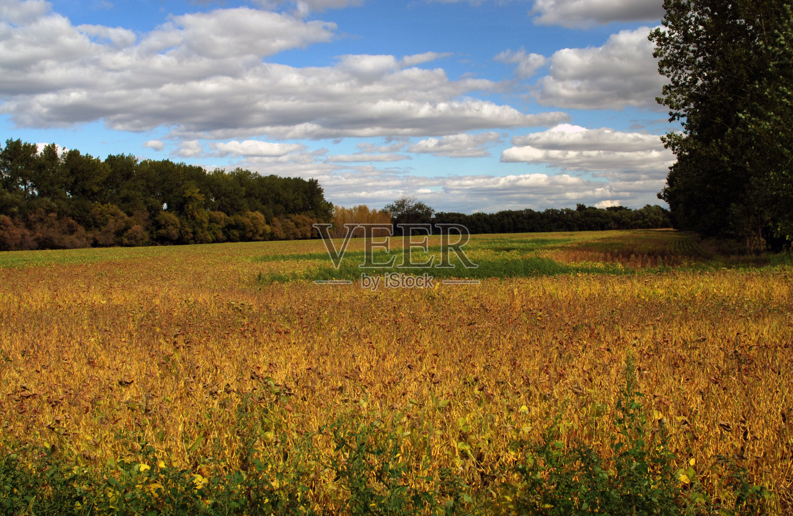 领域的豆子照片摄影图片