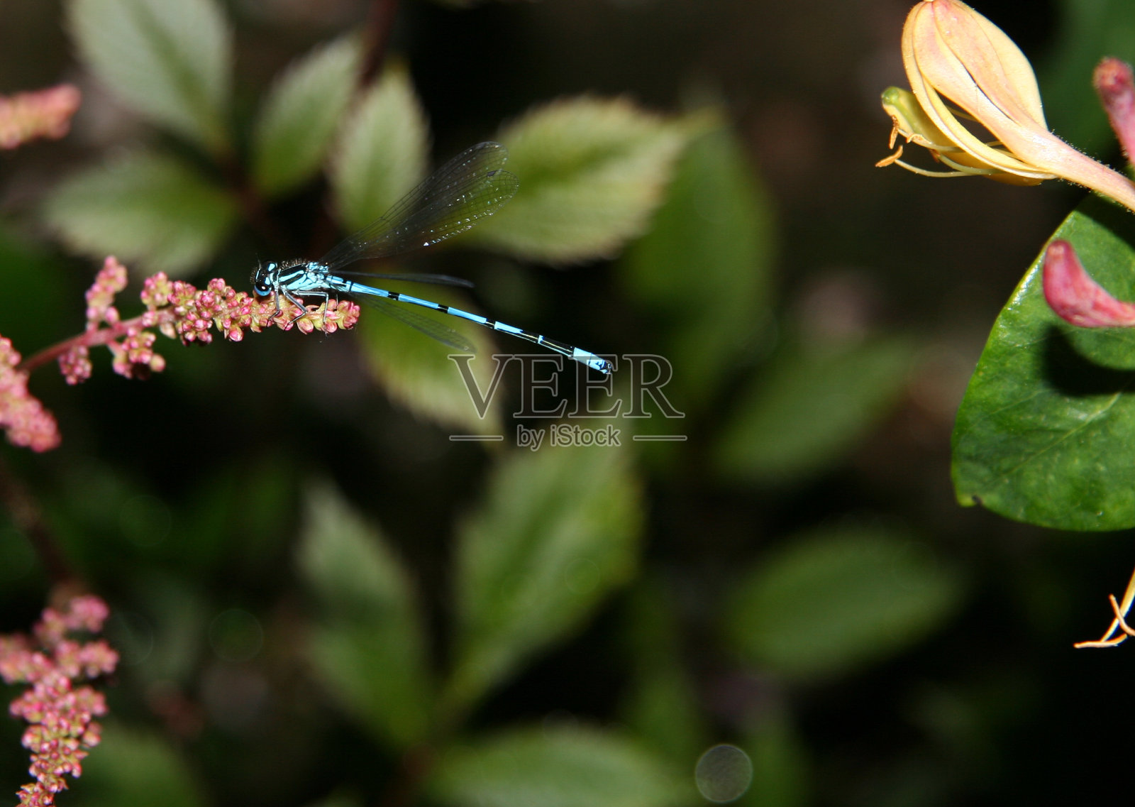 豆娘休息照片摄影图片