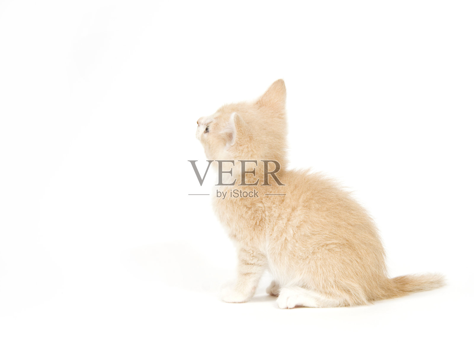 黄色从后面看白色的背景照片摄影图片