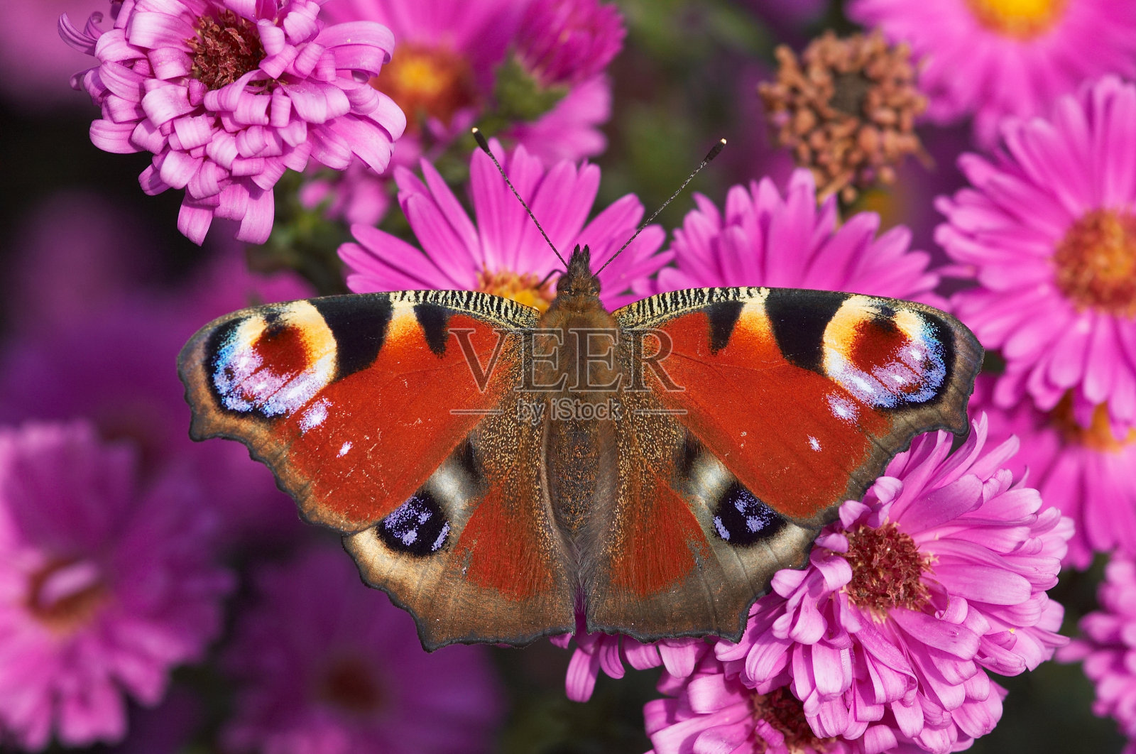 蝴蝶照片摄影图片