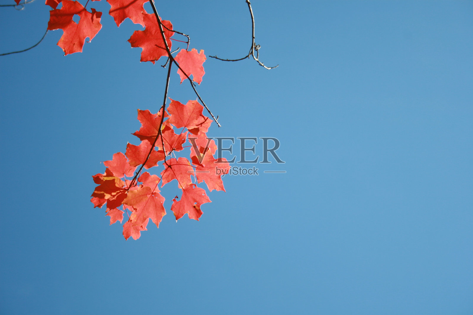 红色的枫叶照片摄影图片