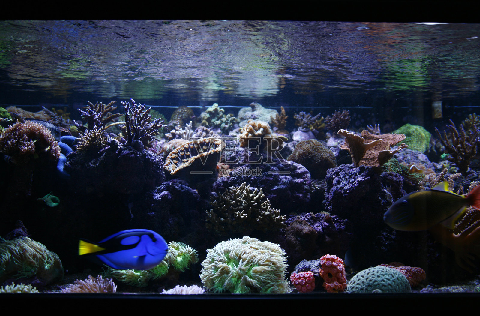 鱼缸照片摄影图片
