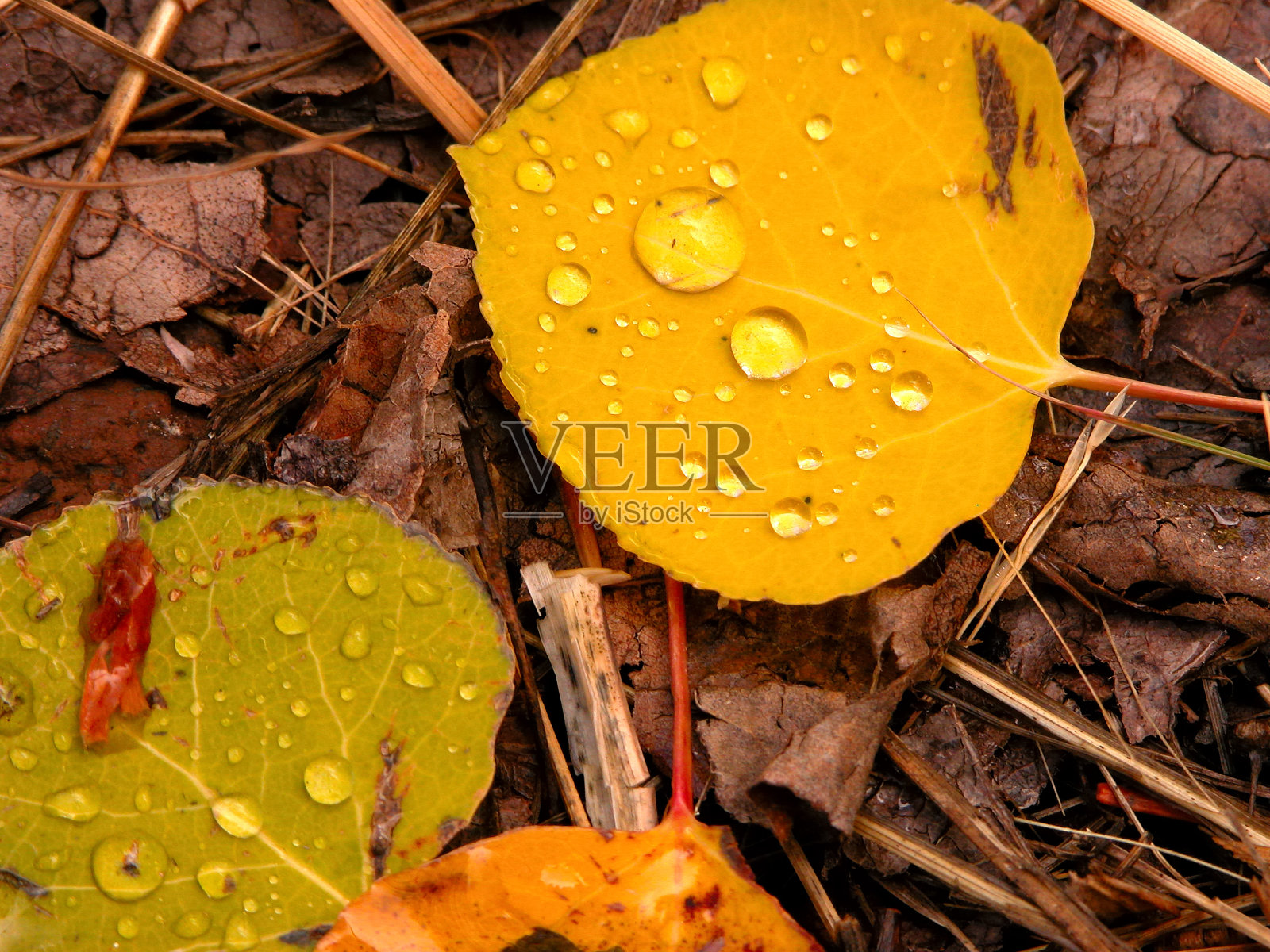 秋天在亚利桑那州照片摄影图片