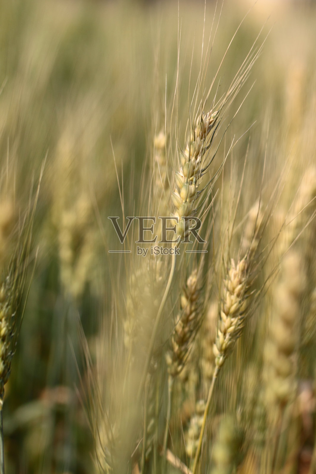 彩色的大麦照片摄影图片