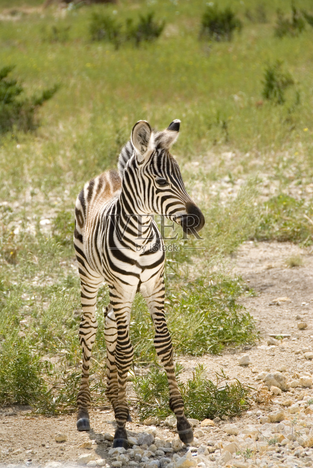 小斑马站照片摄影图片