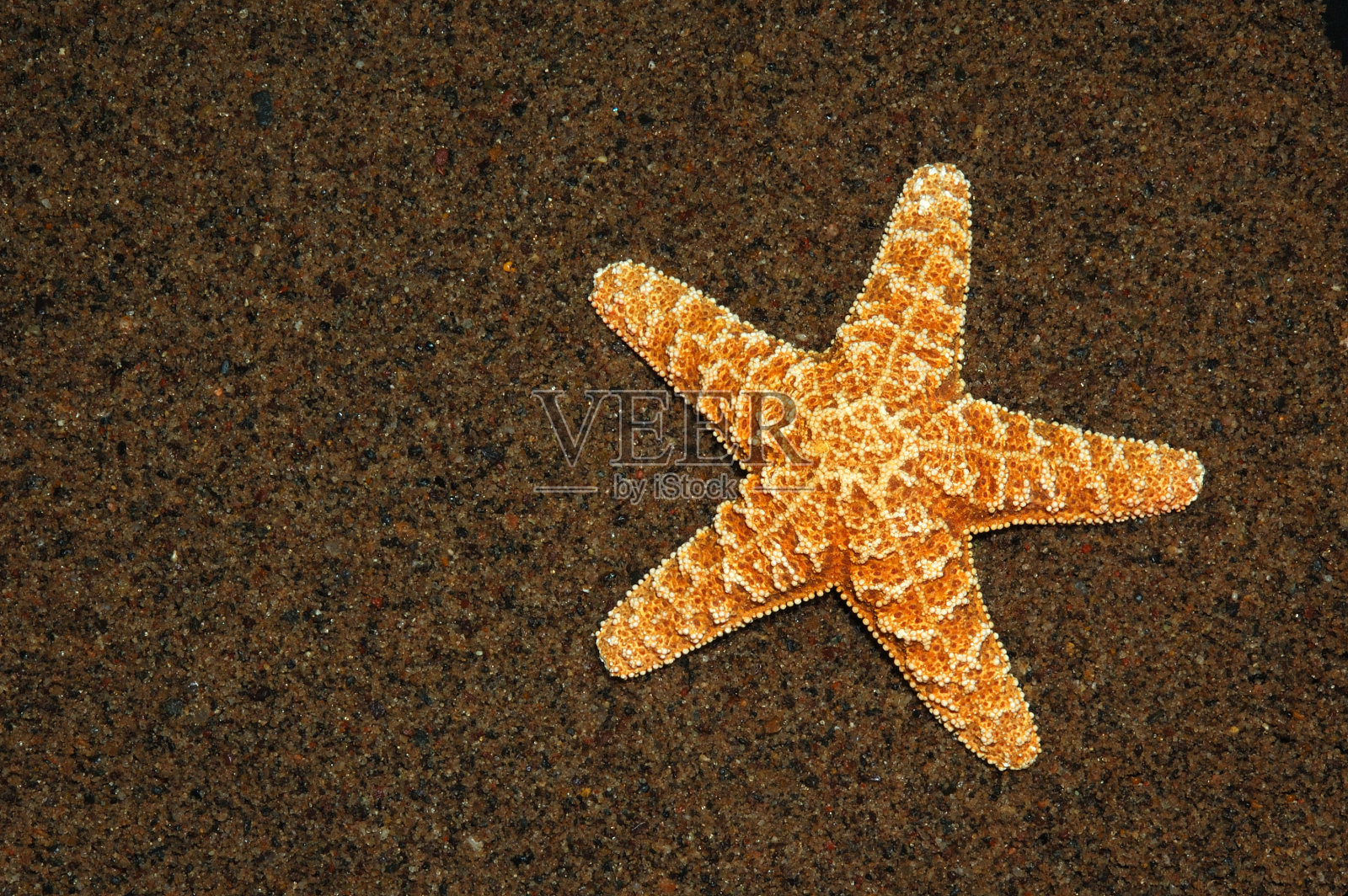 海滩上的海星照片摄影图片