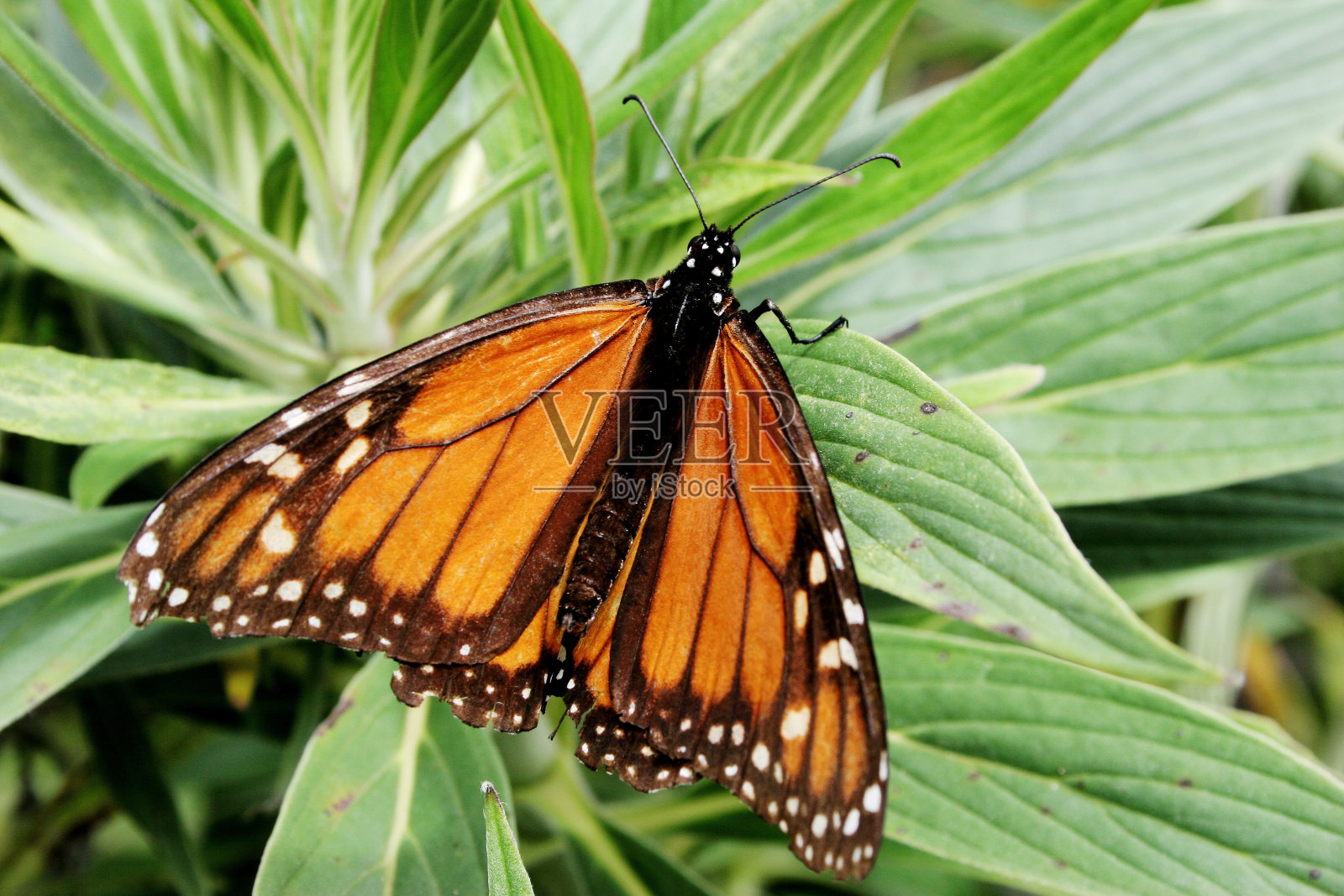 老黑脉金斑蝶照片摄影图片