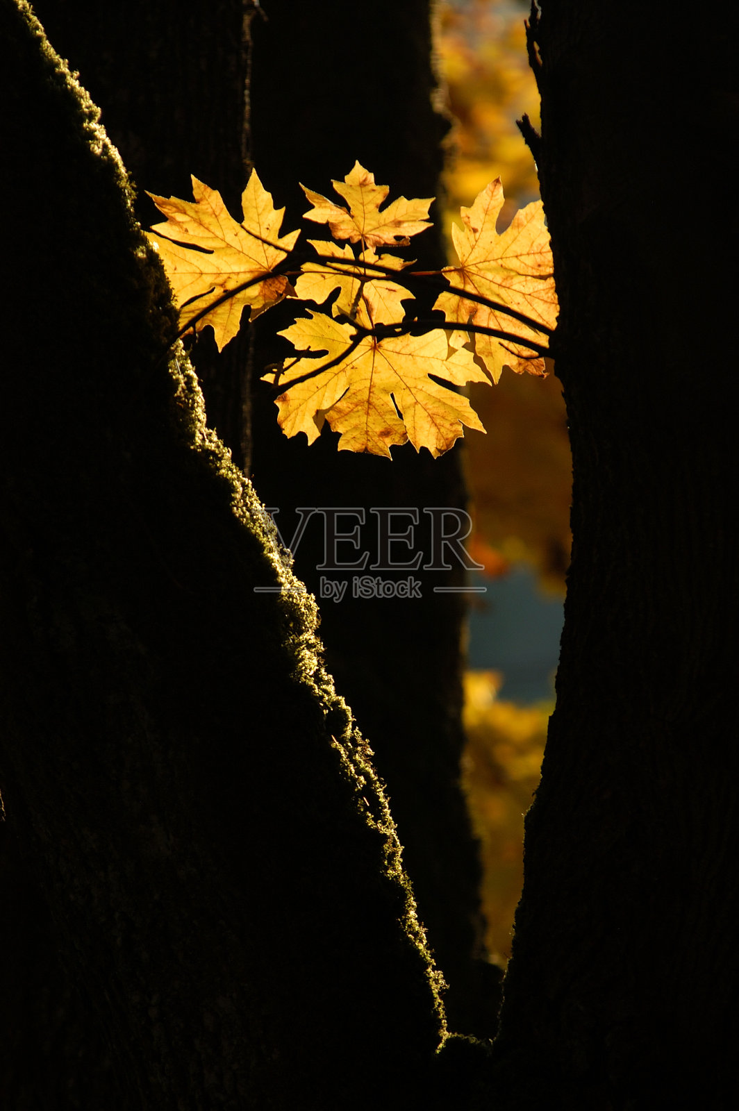 金色的树叶照片摄影图片