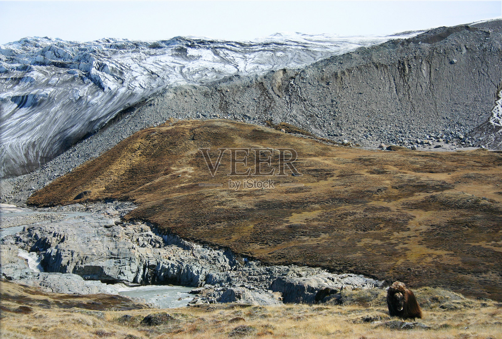 冰川，冰碛，融水和麝牛!照片摄影图片