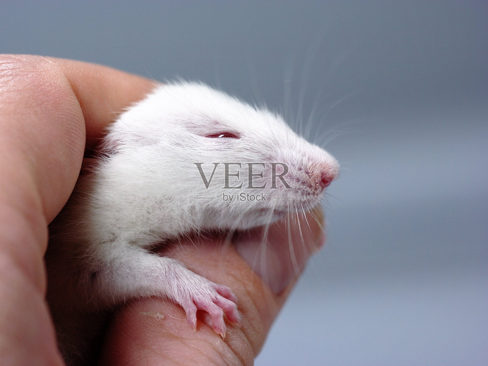 可爱的小老鼠爬到它的主人身上。图片# 1照片摄影图片