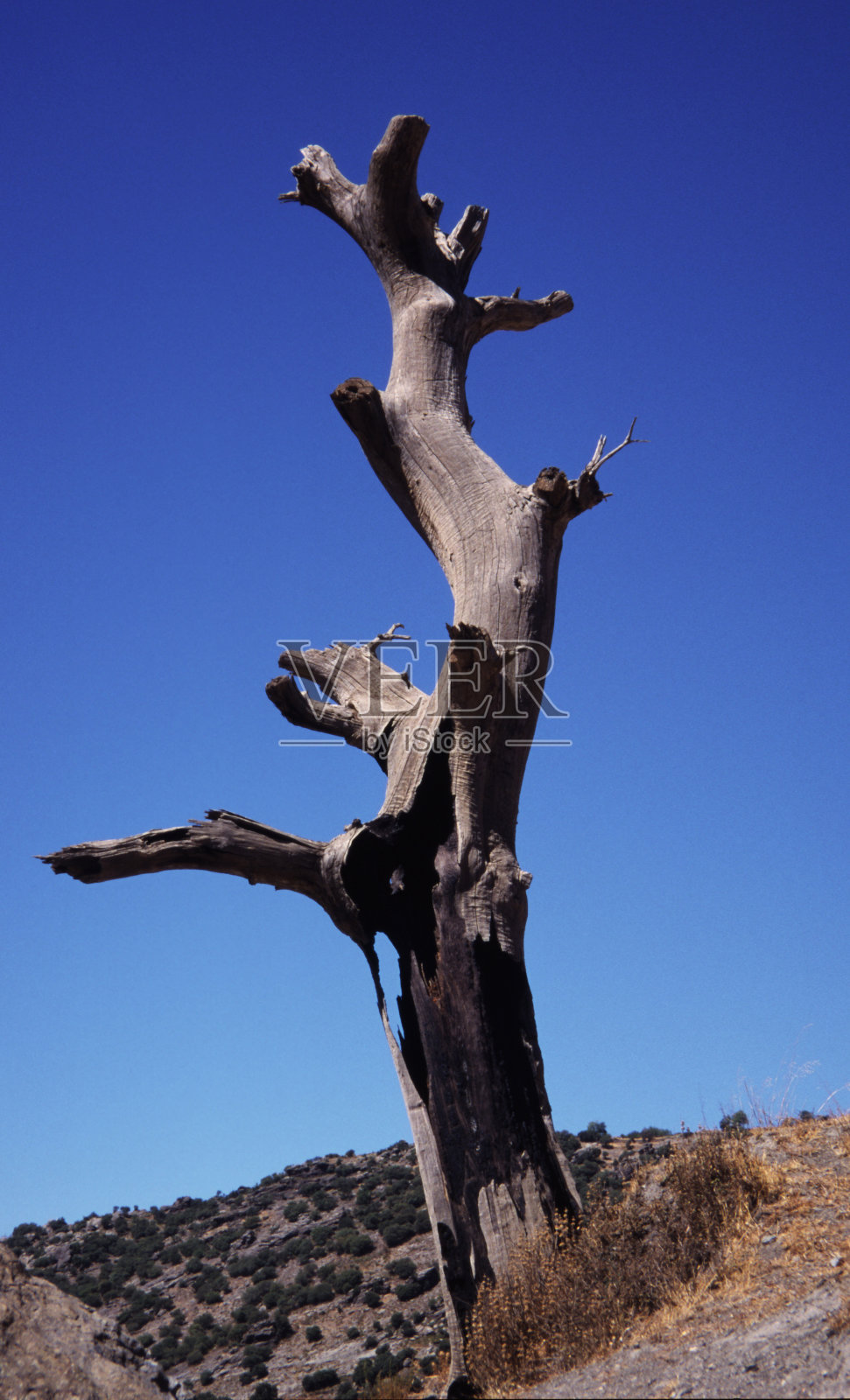 死树照片摄影图片