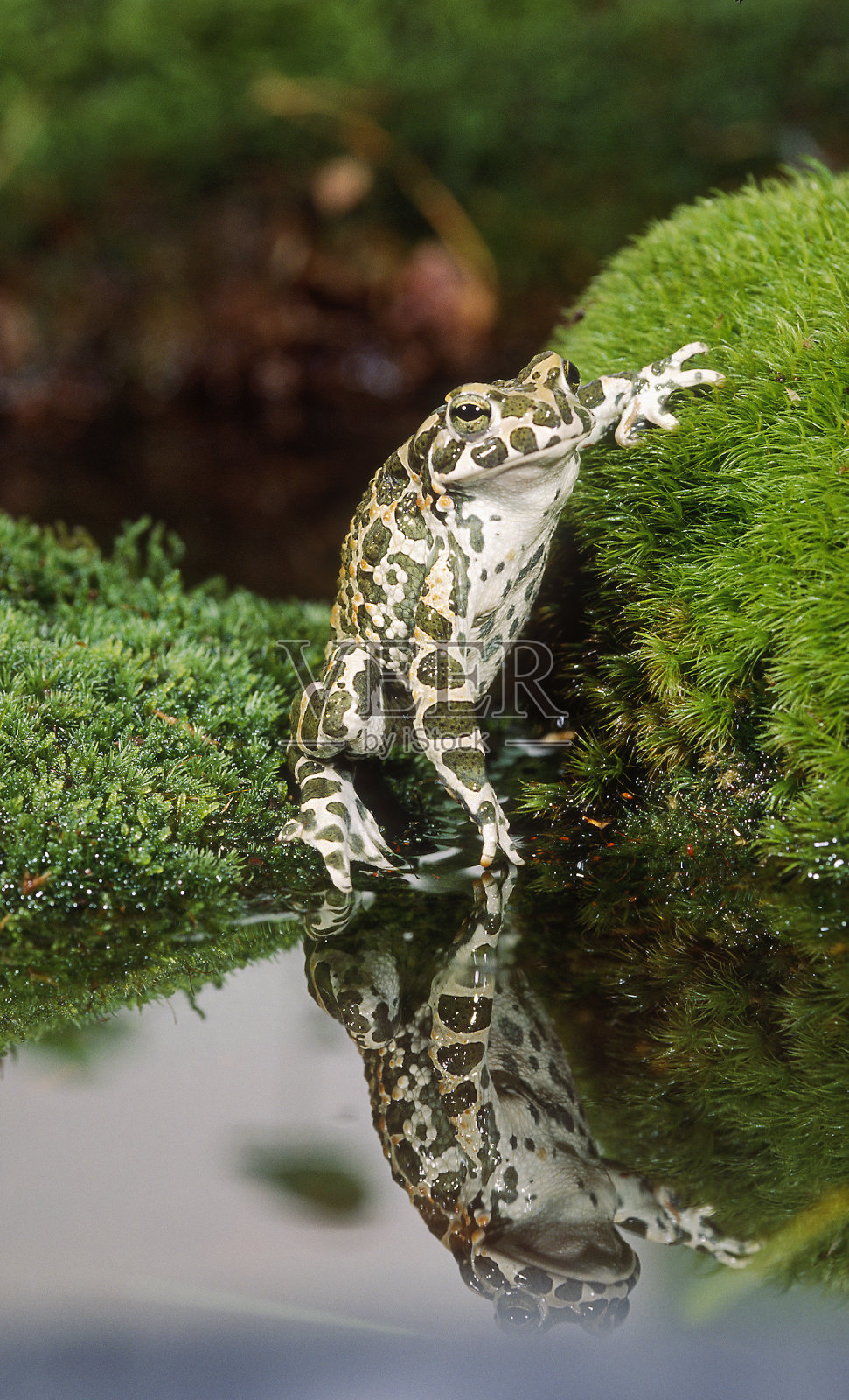 Frog-European绿蟾蜍照片摄影图片