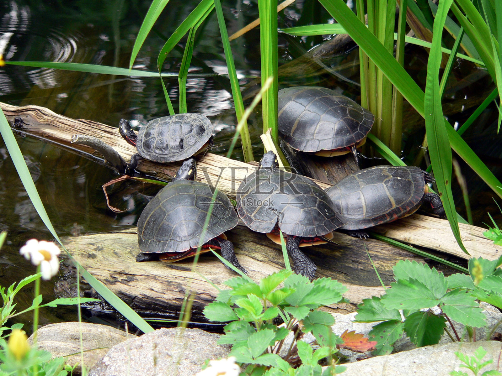 池塘里的海龟派对照片摄影图片