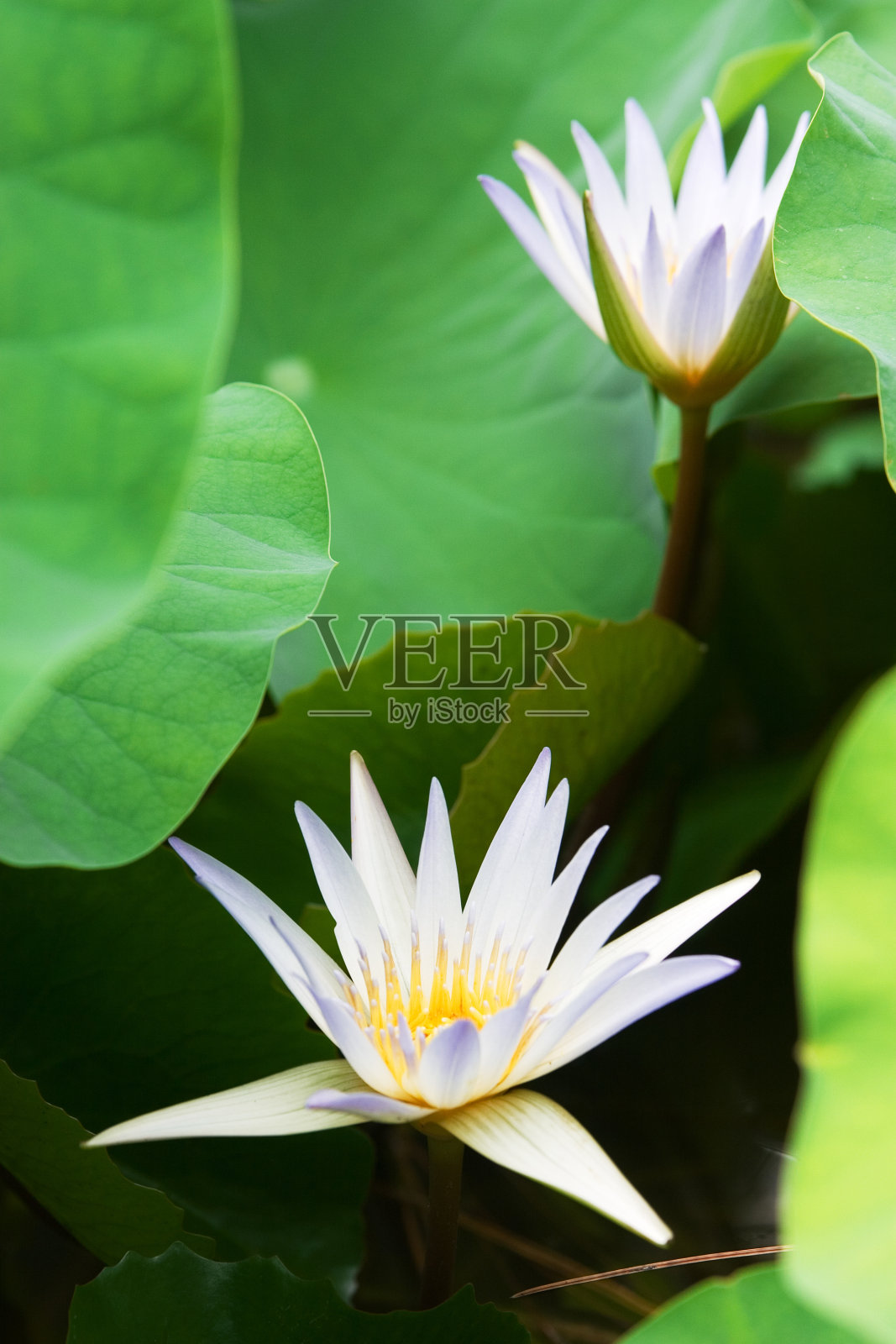 睡莲照片摄影图片