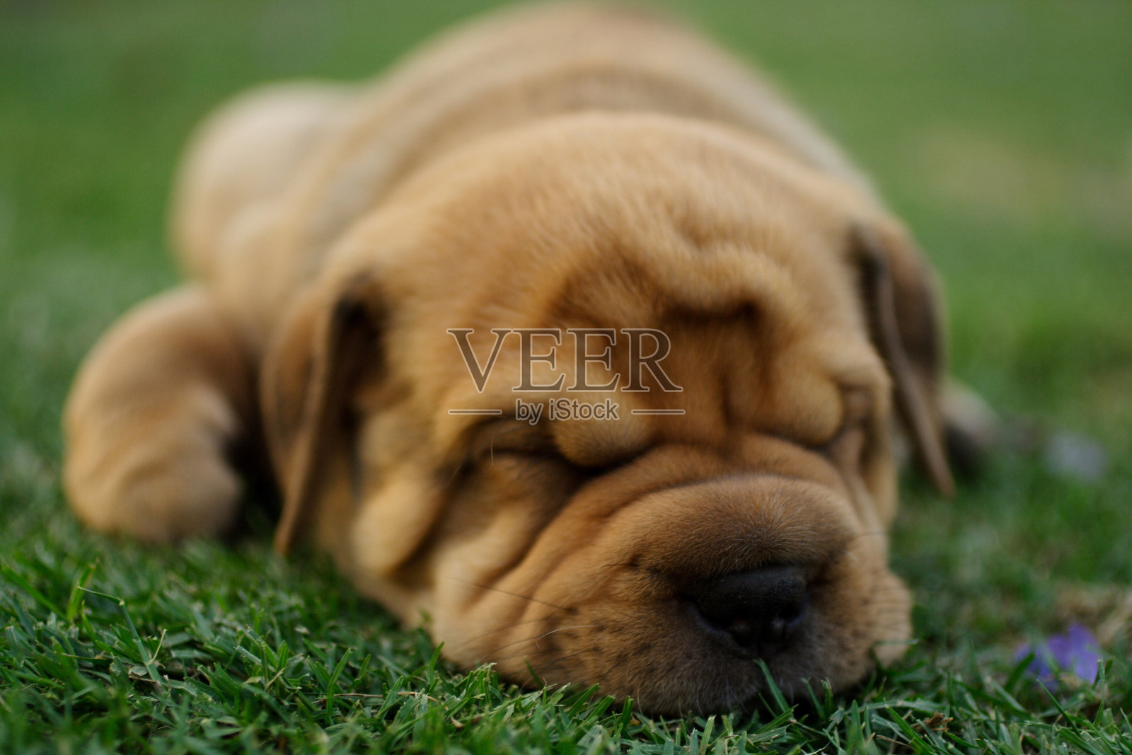 灰熊照片摄影图片