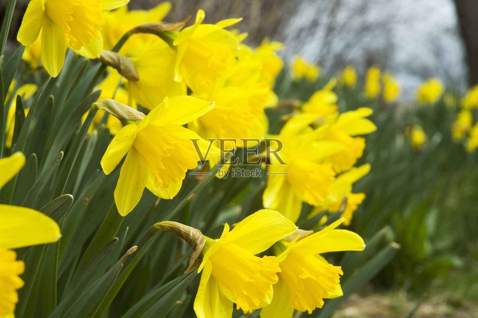 水仙花的床照片摄影图片