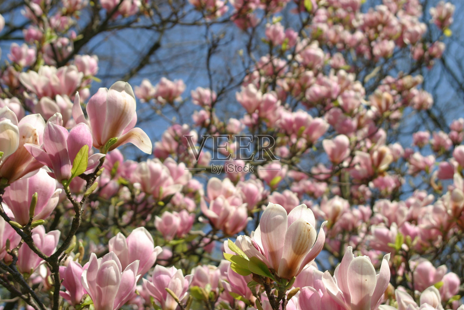花的海洋照片摄影图片