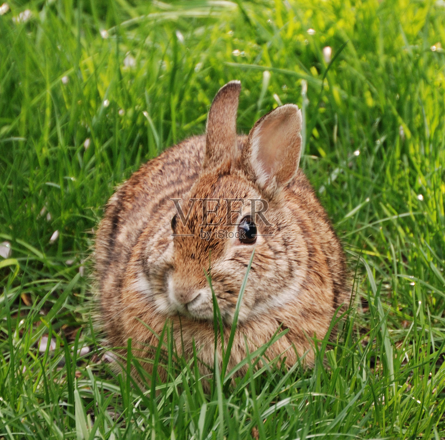 丰满的小兔子照片摄影图片