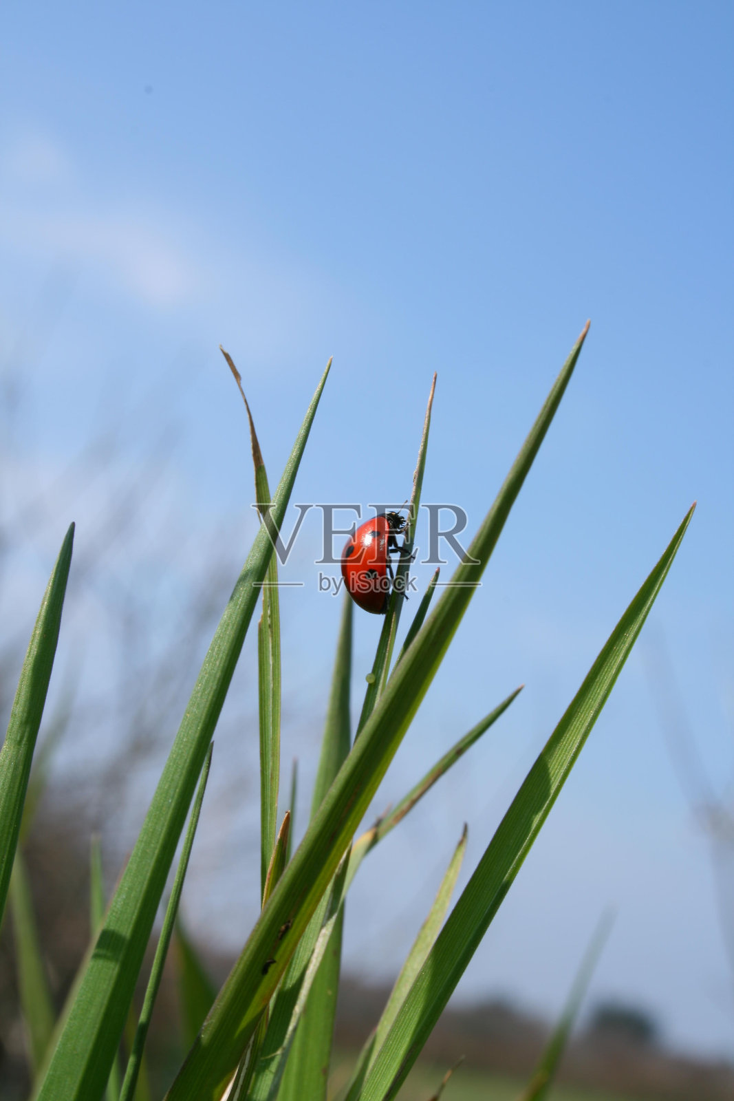 瓢虫在蓝天上爬草照片摄影图片