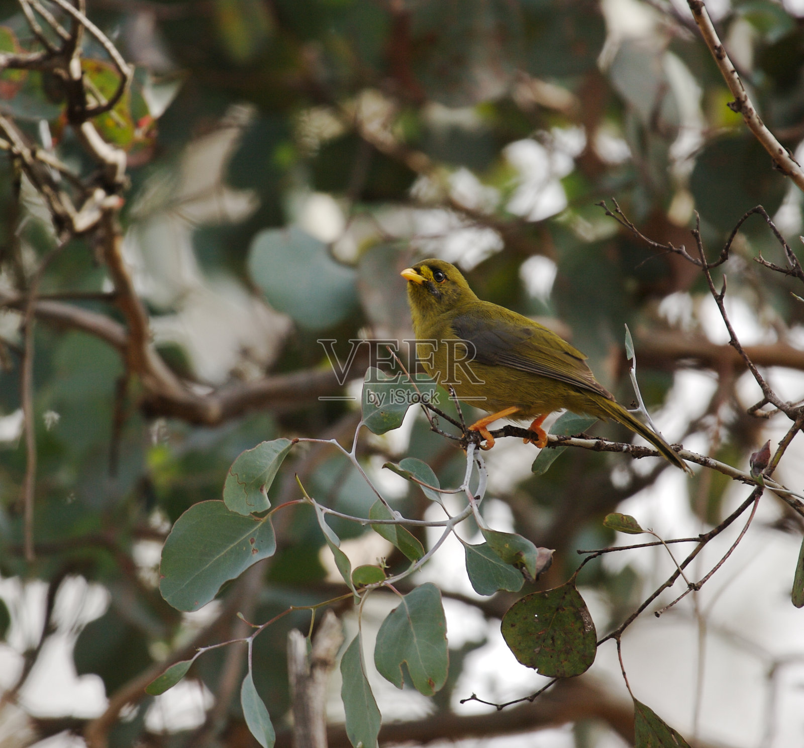 铃鸟或铃矿工照片摄影图片
