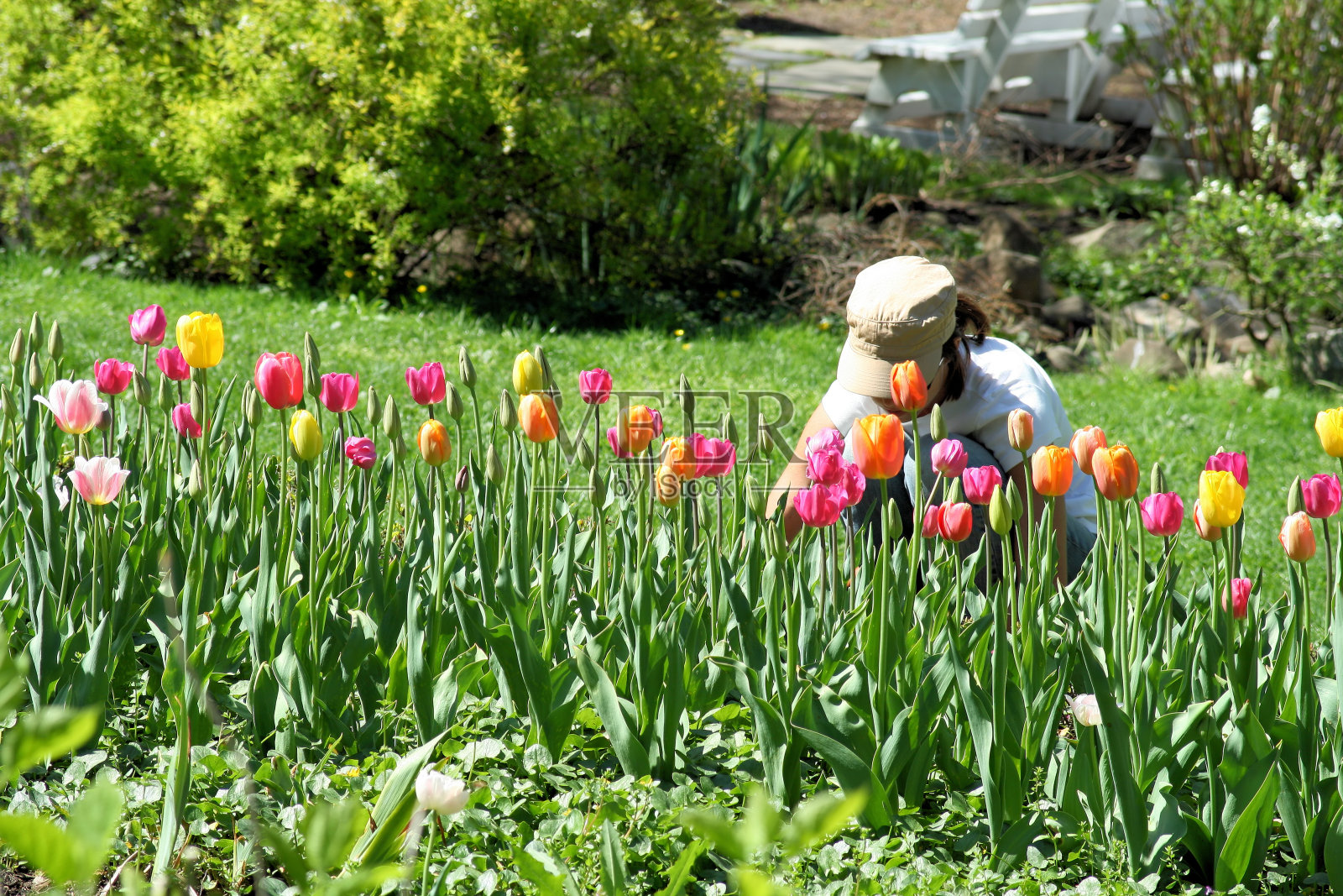 花园里盛开的郁金香照片摄影图片