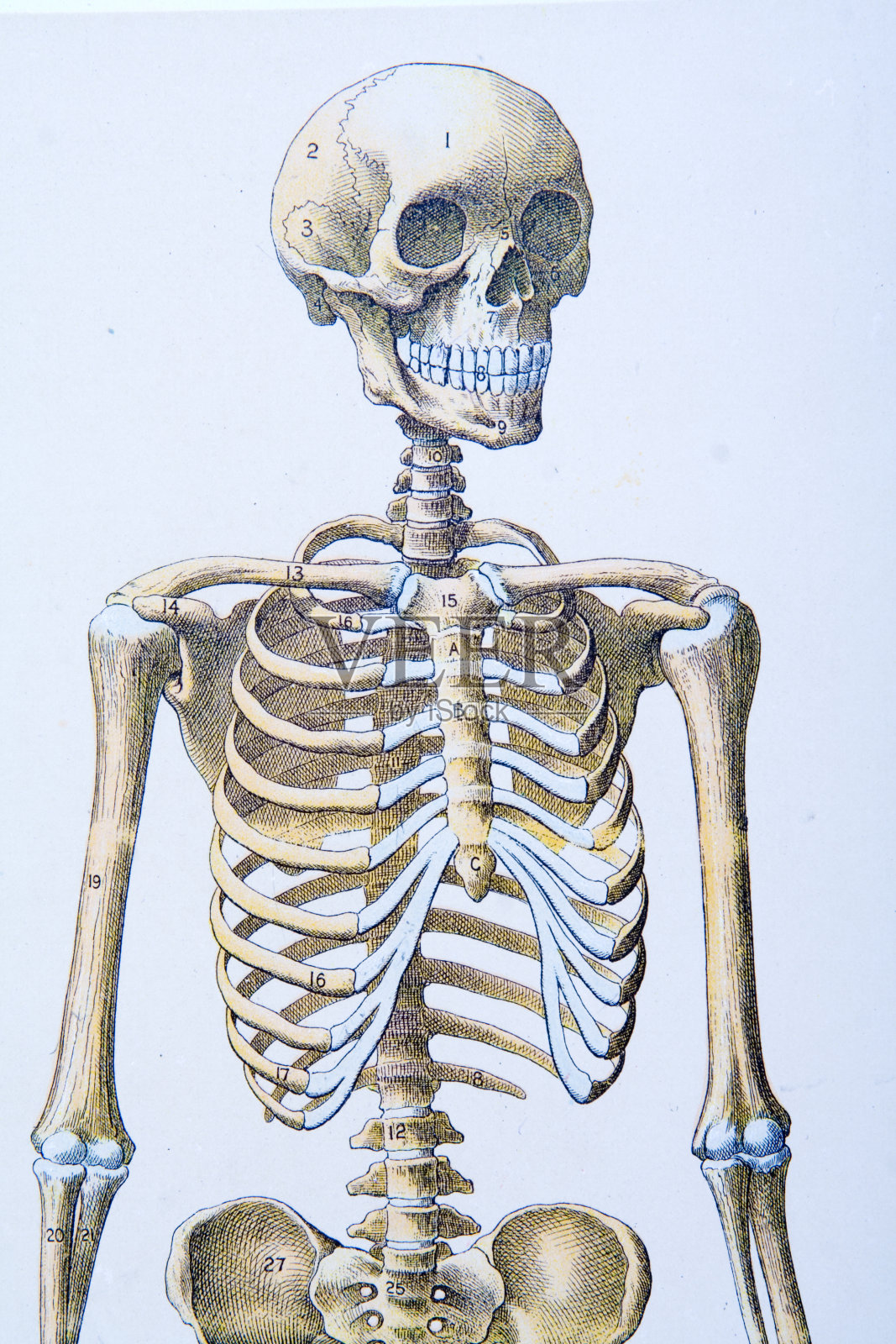 100年前医学教科书的骨架插图插画图片素材