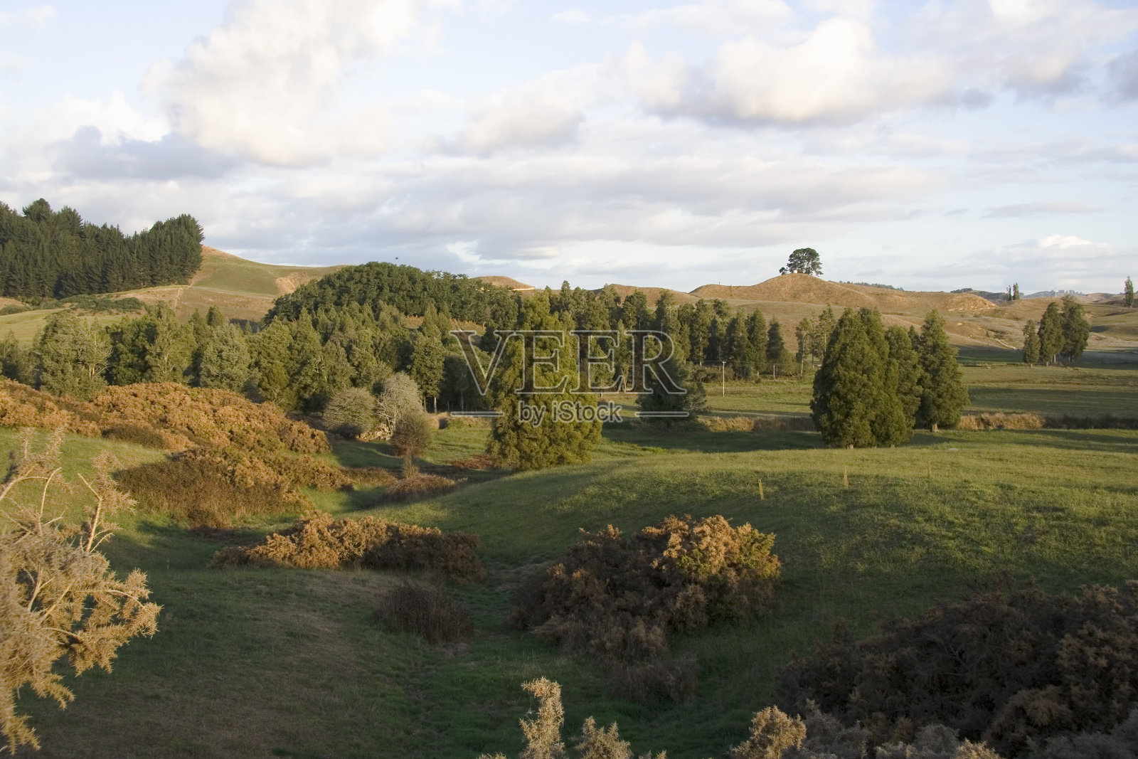 新西兰的丘陵景观照片摄影图片