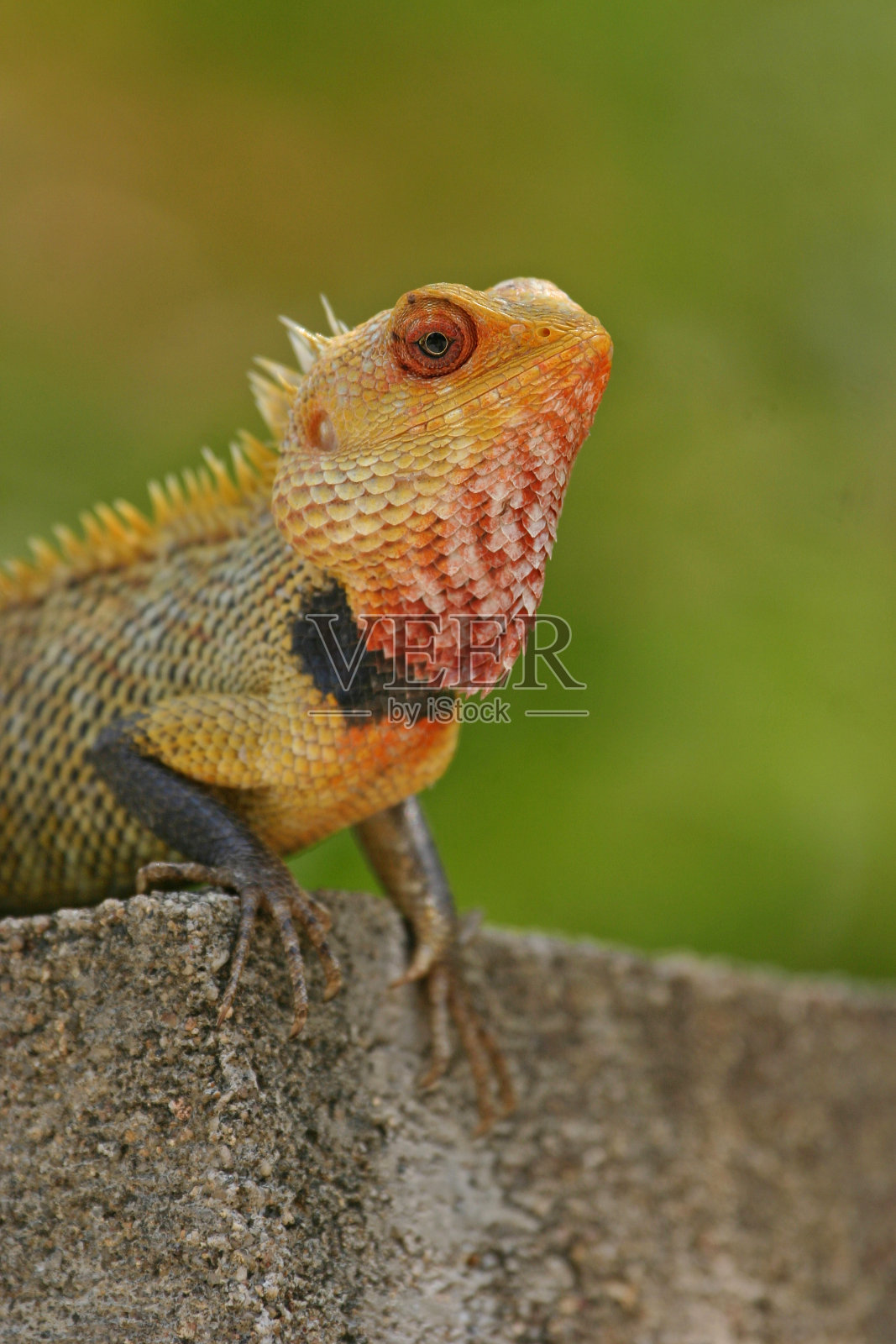 印度花园蜥蜴照片摄影图片