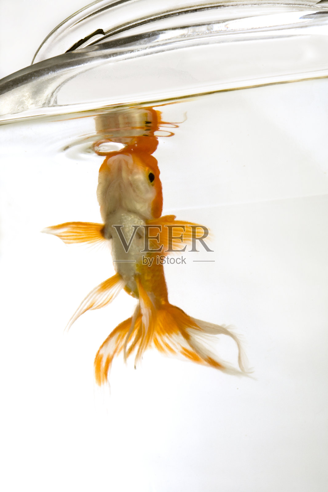 金鱼照片摄影图片