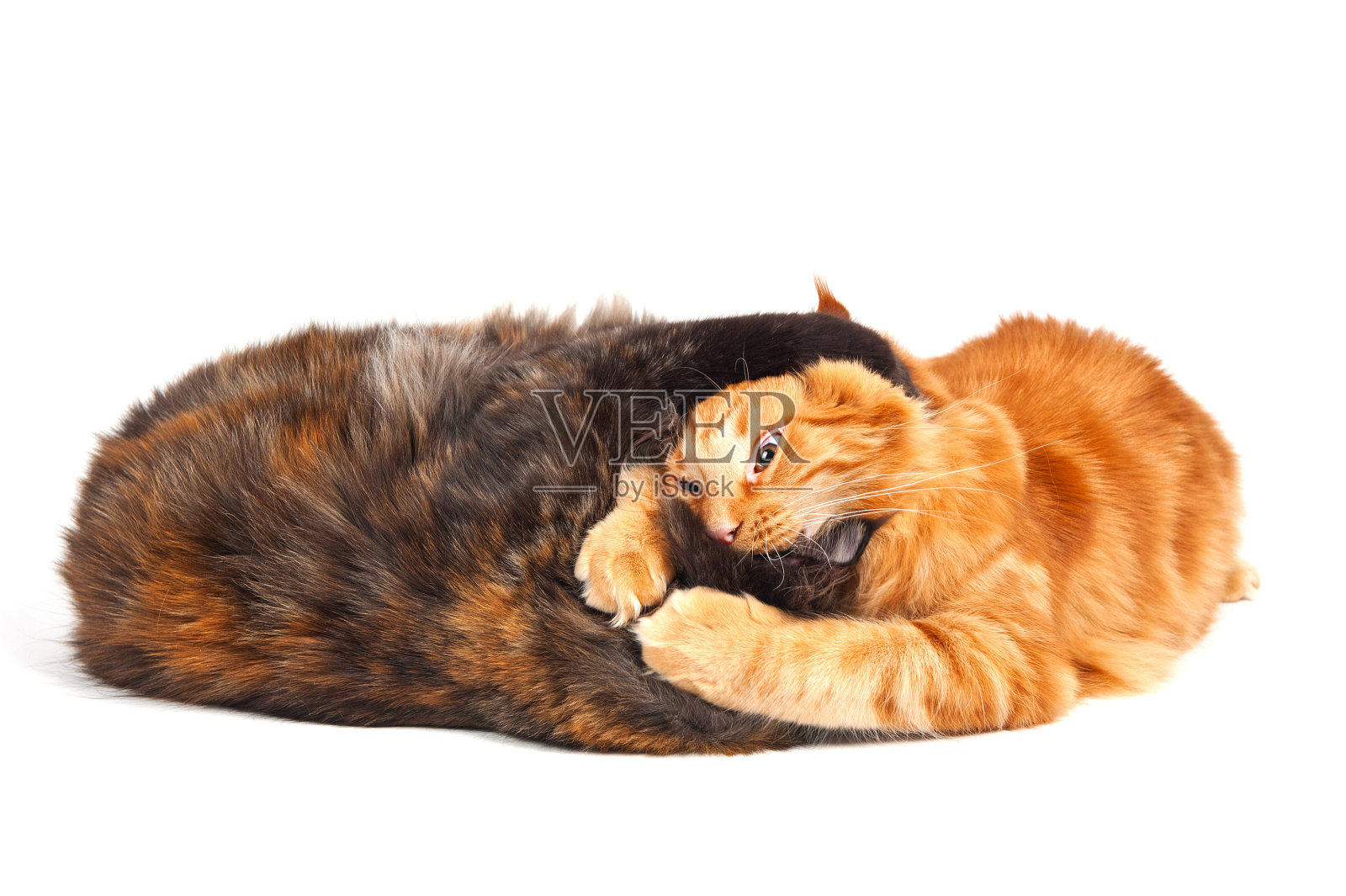 的斗争照片摄影图片