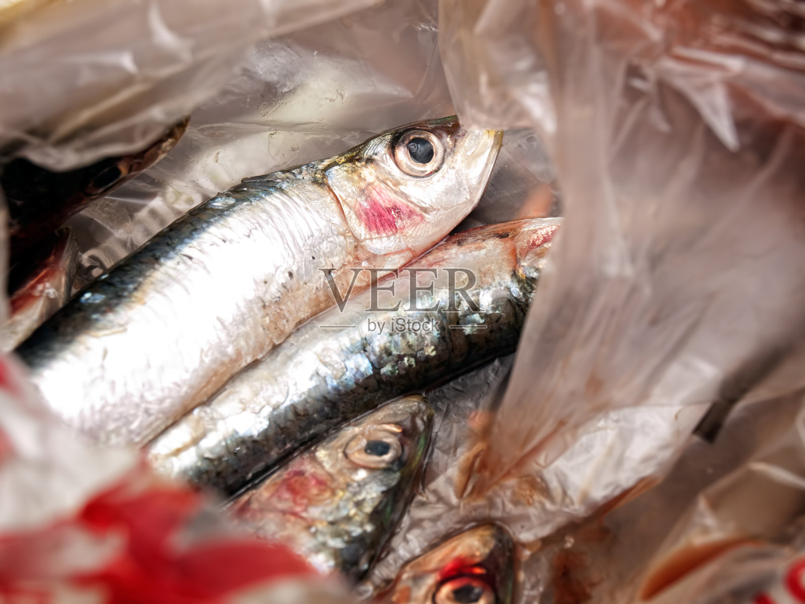 新鲜的沙丁鱼照片摄影图片