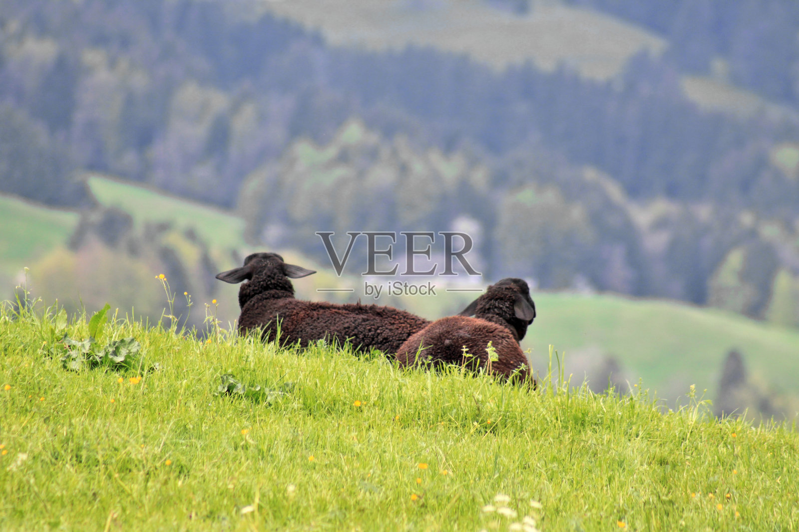 羊照片摄影图片