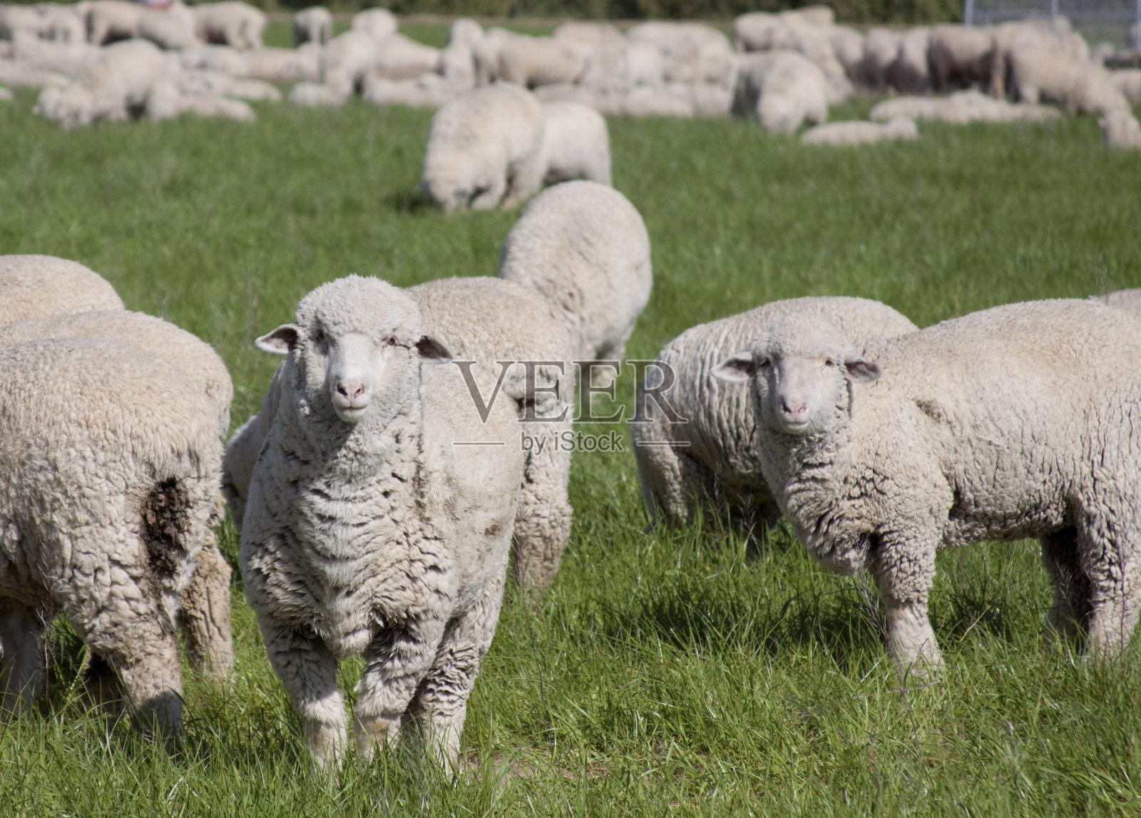 绿油油的牧场上有一群羊照片摄影图片