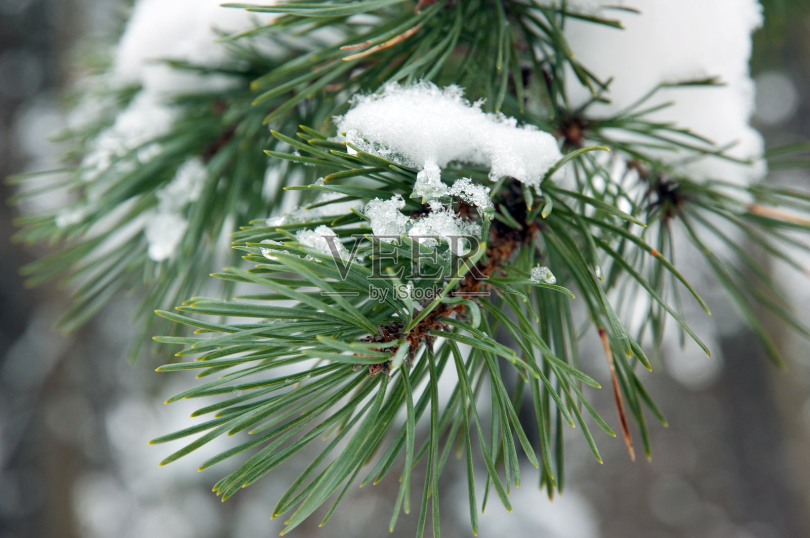 松树枝照片摄影图片