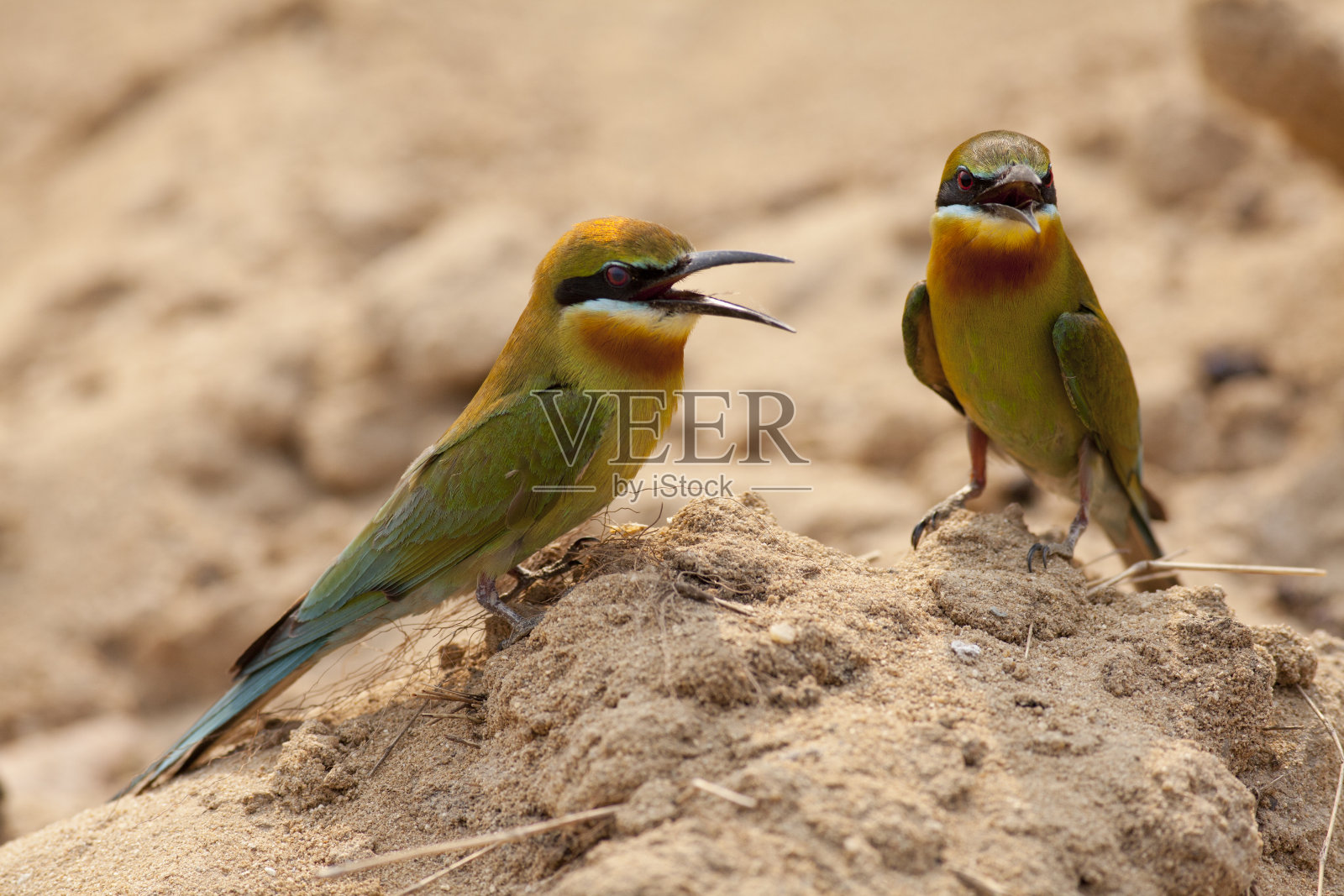 蓝尾食蜂鸟(菲律宾鱼)照片摄影图片
