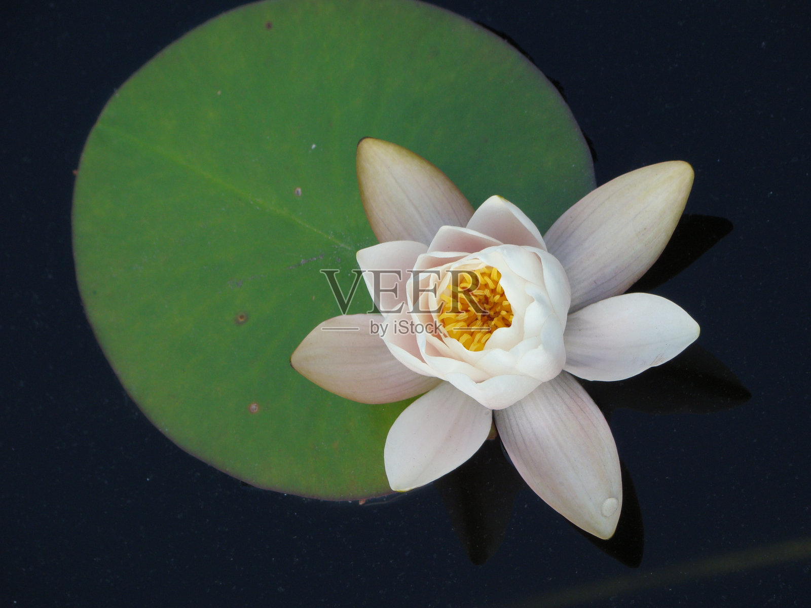 白色水礼来公司照片摄影图片