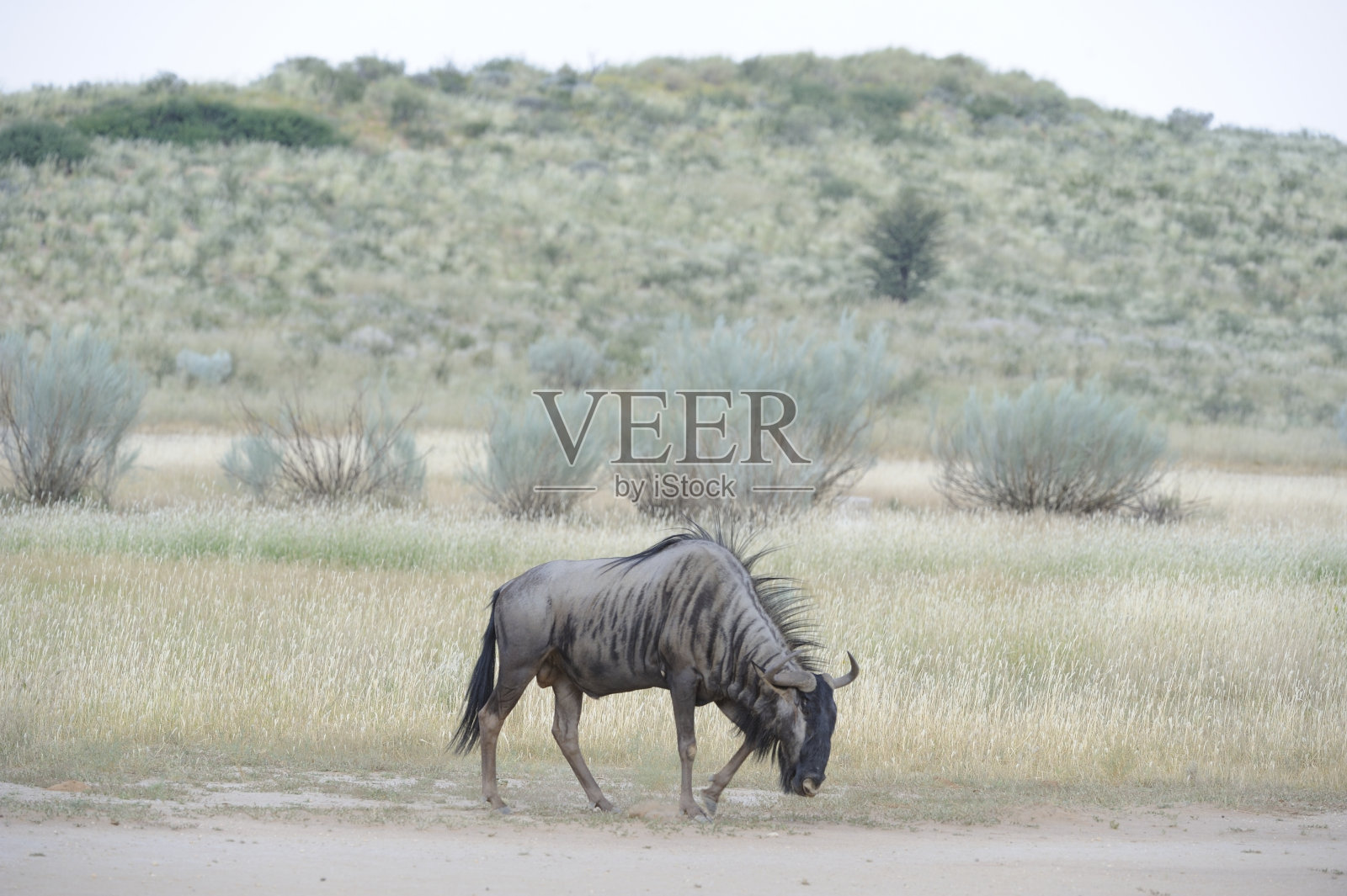 布林德 · 格努照片摄影图片